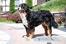 A standing Bernese Mountain Dog