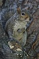 Another squirrel of the same species, this one showing off its camouflage.