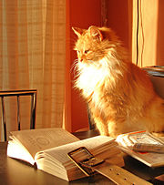 Chat de profil avec regard passant au dessus d'un livre ouvert.