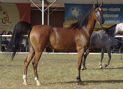 حصانٌ عربي