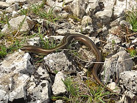 Трёхпалый халцид (Chalcides chalcides) обитает в Южной Европе и Северной Африке