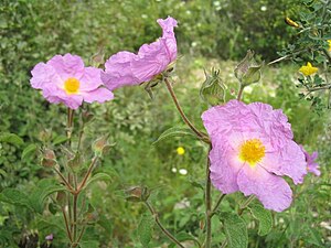 Cistus incanus