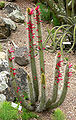 Cleistocactus candelilla