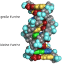 Ausschnitt aus einem Kalottenmodell eines DNA-Moleküls