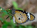 Male showing the pheromone pouch and brush-like organ in Kerala