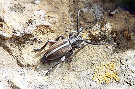 Dorcadion aries