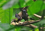 two blackish sunbirds with glossy bluish tint to face