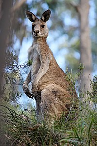 Eastern grey kangaroo, by Fir0002