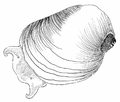 Black and white drawing of Newcomb's snail