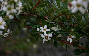 Escallonia virgata