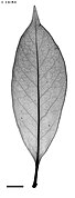 X-ray of leaf