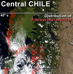 Distribuição natural de F. cupressoides no centro-sul do Chile (vermelho).