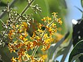 Flower close-up