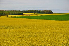 La vallée Bartiere à Foucaucourt-sur-Thabas, à l'est.