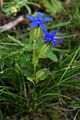 Gentiana utriculosa - вид