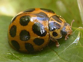 Harmonia conformis