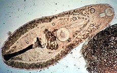 나선자궁흡충속(Helicometra)의 종