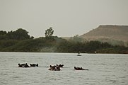 Hippos in the Niger River to the south of Kouré