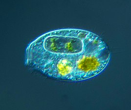 Holophyra ovum