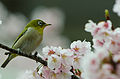 Photo couleur montrant, en gros plan sur une branche de cerisier en fleurs, un oiseau jaune, brun et vert (ailes et tête) de la taille d'un moineau (arrière-plan flou).