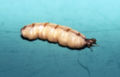 Image 8Mature queen of a termite colony, showing how the unsclerotised cuticle stretches between the dark sclerites that failed to stretch as the abdomen grew to accommodate her ovaries (from Arthropod exoskeleton)