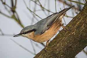 25. Platz: Herwig Winter mit Kleiber (Sitta europaea) auf Nahrungssuche im Geo-Naturpark Bergstraße-Odenwald