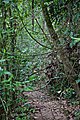 Sentier de randonnée envahi par la végétation luxuriante.