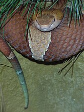 Broad-banded copperhead