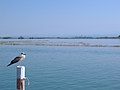 La palù de sora vista dall'isola della Schiusa