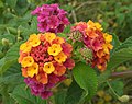 Wandelröschen (Lantana camara)