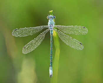 Dorsal view