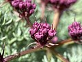 Flower closeup