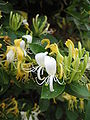 Lonicera japonica