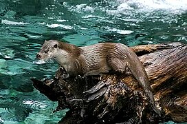 Loutre d'Europe (Lutra lutra)