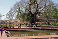 L'arbre de la bodhi.