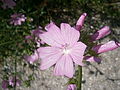 Malva moschata close-up