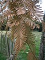 Metasequoia glyptostroboides in the fall