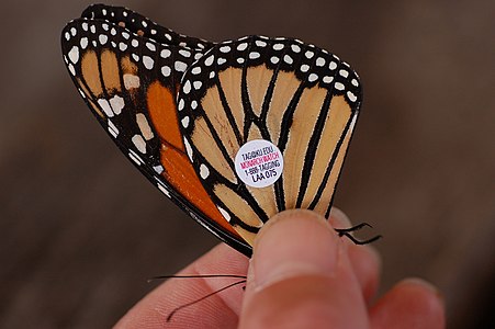 Monarch butterfly, by Derek Ramsey