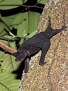 Black bat