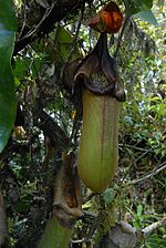 A pitcher with strongly developed peristome colouration, typical of older pitchers, Pantaron Range, Mindanao