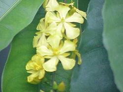 Campylospermum schoenleinianum.