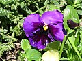 Pansy violets