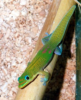 Phelsuma laticauda [en]