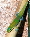 馬達加斯加金粉守宮 Phelsuma laticauda