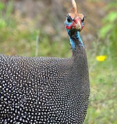 Helmeted guineafowl, Numida meleagris, feathers transition from barred to spotted, both in-feather and across the bird