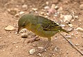 Cape weaver female in Addo Elephant National Park, South Africa