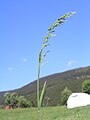 Inflorescence (panicule).