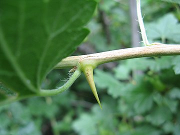 Spine close-up