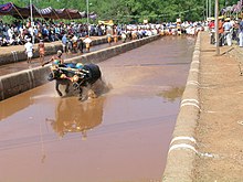 Two water buffalo being driven by a man