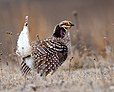 Bird: Sharp-tailed Grouse